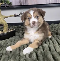 Silas , a male Australian Shepherd for sale in Bargersville, IN – 3 of 5