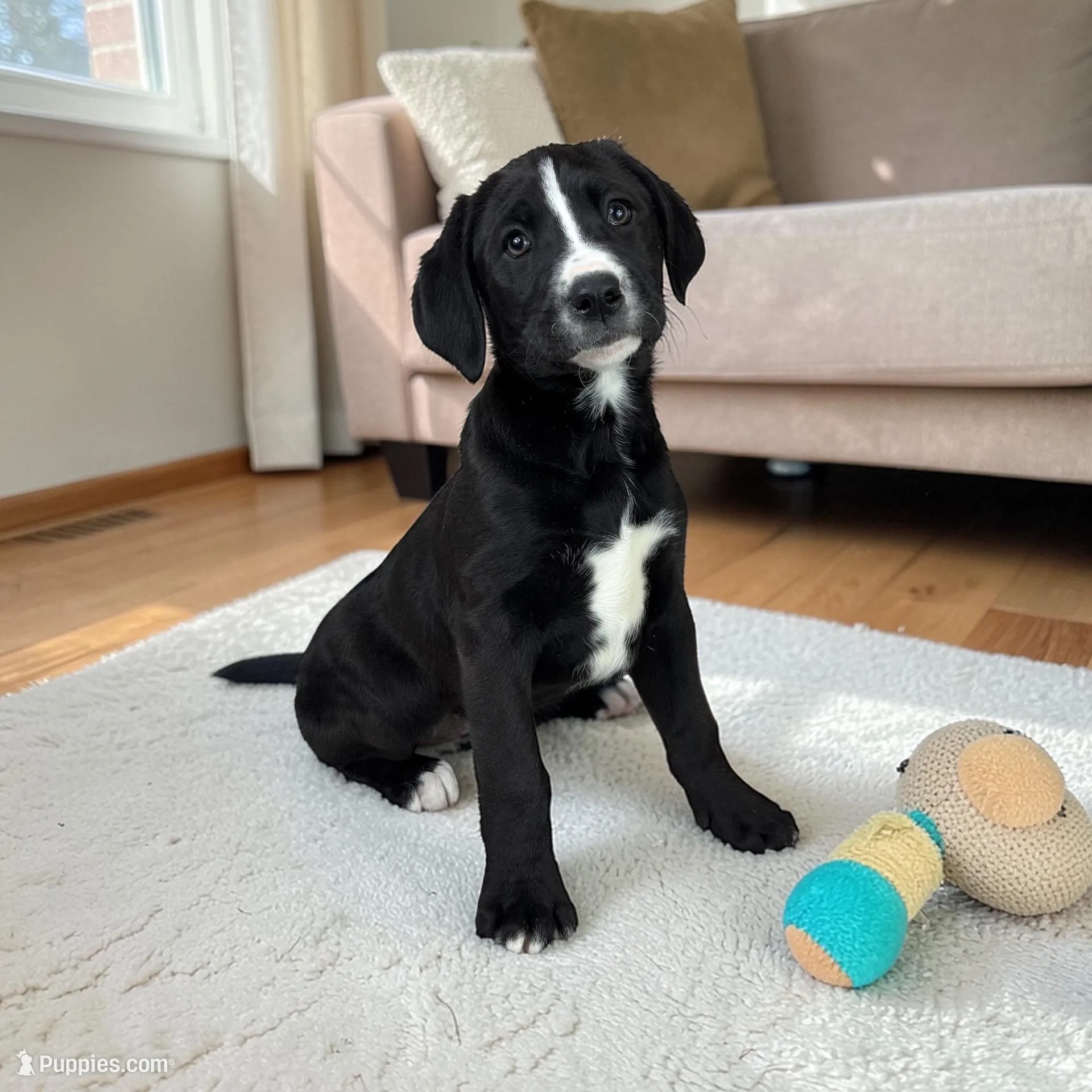 Brooklyn  – Boxer puppy for sale in Bargersville, IN