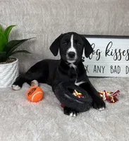 Brooklyn , a female Boxer for sale in Bargersville, IN – Photo 2 of 6