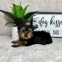 Timmy, a male Yorkshire Terrier for sale in Bargersville, IN – Photo 3 of 5