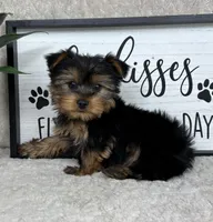 Timmy, a male Yorkshire Terrier for sale in Bargersville, IN – Photo 5 of 5