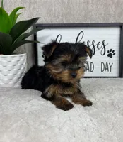 Timmy, a male Yorkshire Terrier for sale in Bargersville, IN – Photo 2 of 5