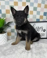 Gage AKC, a male German Shepherd Dog for sale in Bargersville, IN – Photo 3 of 5