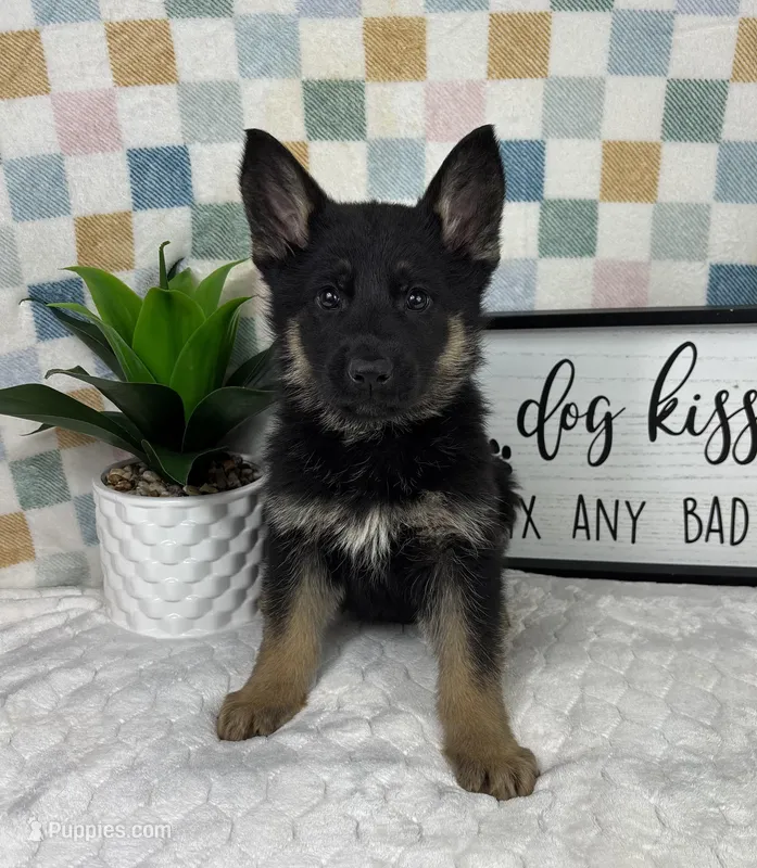 Gage AKC – German Shepherd Dog puppy for sale in Bargersville, IN