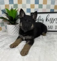 Gage AKC, a male German Shepherd Dog for sale in Bargersville, IN – Photo 5 of 5