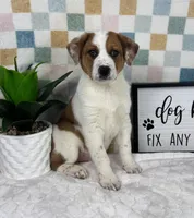 Rex , a male Australian Cattle Dog for sale in Bargersville, IN – Photo 1 of 5