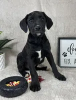 Baxter, a male Boxer for sale in Bargersville, IN – Photo 4 of 4