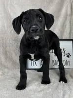 Baxter, a male Boxer for sale in Bargersville, IN – Photo 2 of 4