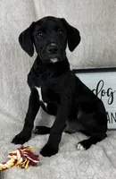 Baxter, a male Boxer for sale in Bargersville, IN – Photo 1 of 4