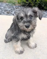 Molly, a female Miniature Schnauzer for sale in Bargersville, IN – 3 of 4
