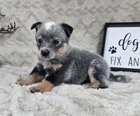 Harrison , a male Australian Cattle Dog for sale in Bargersville, IN – Photo 5 of 5