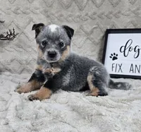 Harrison , a male Australian Cattle Dog for sale in Bargersville, IN – Photo 2 of 5