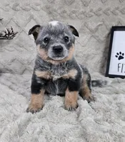 Harrison , a male Australian Cattle Dog for sale in Bargersville, IN – Photo 1 of 5