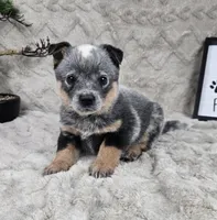 Harrison , a male Australian Cattle Dog for sale in Bargersville, IN – Photo 3 of 5