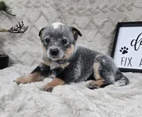 Harrison , a male Australian Cattle Dog for sale in Bargersville, IN – Photo 4 of 5