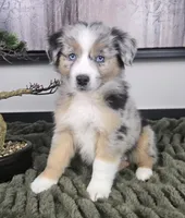 Samson , a male Australian Shepherd for sale in Bargersville, IN – 3 of 5