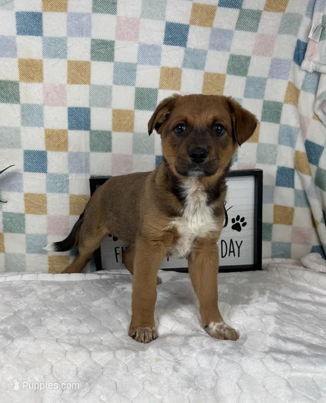 Rueben  – Australian Cattle Dog puppy for sale in Bargersville, IN