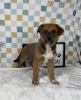 Rueben , a male Australian Cattle Dog for sale in Bargersville, IN – Photo 1 of 5