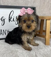 Tina, a female Yorkshire Terrier for sale in Bargersville, IN – Photo 1 of 5