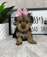 Tina, a female Yorkshire Terrier for sale in Bargersville, IN – Photo 5 of 5