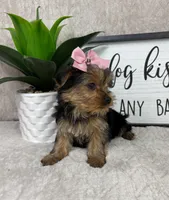 Tina, a female Yorkshire Terrier for sale in Bargersville, IN – Photo 3 of 5
