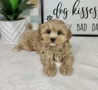 Cooper, a male Cavapoo for sale in Bargersville, IN – Photo 2 of 5