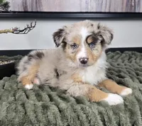 Sally, a female Australian Shepherd for sale in Bargersville, IN – 2 of 5