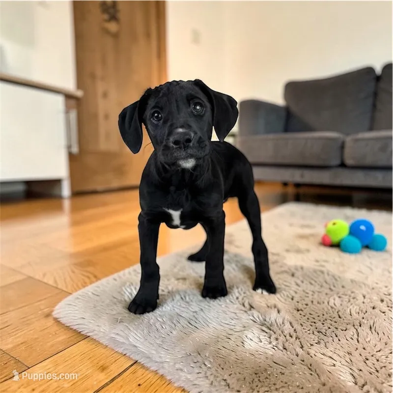 Bentley  – Boxer puppy for sale in Bargersville, IN