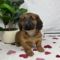 Danny, a male Pembroke Welsh Corgi and Miniature Dachshund for sale in Bargersville, IN – Photo 4 of 5
