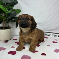 Danny, a male Pembroke Welsh Corgi and Miniature Dachshund for sale in Bargersville, IN – Photo 5 of 5