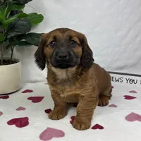 Danny, a male Pembroke Welsh Corgi and Miniature Dachshund for sale in Bargersville, IN – Photo 1 of 5