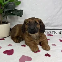 Danny, a male Pembroke Welsh Corgi and Miniature Dachshund for sale in Bargersville, IN – Photo 2 of 5