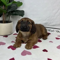 Danny, a male Pembroke Welsh Corgi and Miniature Dachshund for sale in Bargersville, IN – Photo 3 of 5