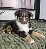 Scooter, a male Australian Shepherd for sale in Bargersville, IN – 2 of 5