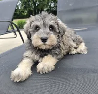 Shelby, a female Miniature Schnauzer for sale in Bargersville, IN – 2 of 6