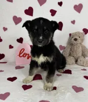 Clyde , a male German Shepherd Dog and Miniature Australian Shepherd for sale in Bargersville, IN – Photo 2 of 5