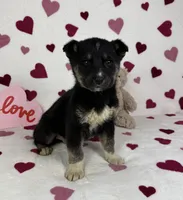 Clyde , a male German Shepherd Dog and Miniature Australian Shepherd for sale in Bargersville, IN – Photo 1 of 5