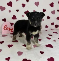 Clyde , a male German Shepherd Dog and Miniature Australian Shepherd for sale in Bargersville, IN – Photo 3 of 5