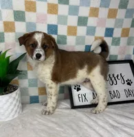 Ryder, a male Australian Cattle Dog for sale in Bargersville, IN – Photo 2 of 7