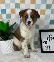 Ryder, a male Australian Cattle Dog for sale in Bargersville, IN – Photo 5 of 7