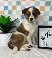 Ryder, a male Australian Cattle Dog for sale in Bargersville, IN – Photo 3 of 7