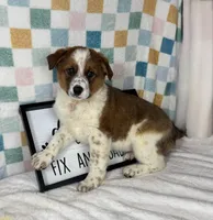 Ryder, a male Australian Cattle Dog for sale in Bargersville, IN – Photo 7 of 7