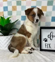 Ryder, a male Australian Cattle Dog for sale in Bargersville, IN – Photo 6 of 7