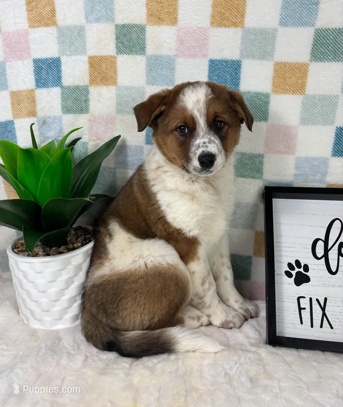 Ryder – Australian Cattle Dog puppy for sale in Bargersville, IN