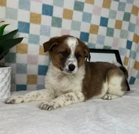 Ryder, a male Australian Cattle Dog for sale in Bargersville, IN – Photo 4 of 7