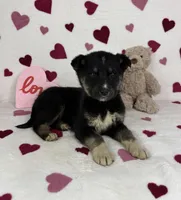 Clyde , a male German Shepherd Dog and Miniature Australian Shepherd for sale in Bargersville, IN – Photo 5 of 5