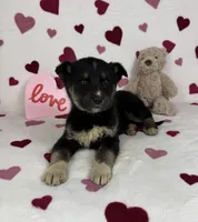 Clyde , a male German Shepherd Dog and Miniature Australian Shepherd for sale in Bargersville, IN – Photo 4 of 5
