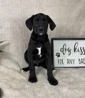 Sawyer , a male Boxer and Labrador Retriever for sale in Bargersville, IN – Photo 3 of 6