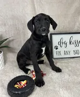 Sawyer , a male Boxer and Labrador Retriever for sale in Bargersville, IN – Photo 5 of 6