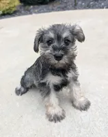 Molly, a female Miniature Schnauzer for sale in Bargersville, IN – 2 of 4